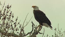 Zoomed in from same position as Wide shot, above. But when the park rangers saw this shot, they said, "you're not allowed to get that close to these endangered birds." They didn't realize we really were a safe distance away, thanks to the lens.