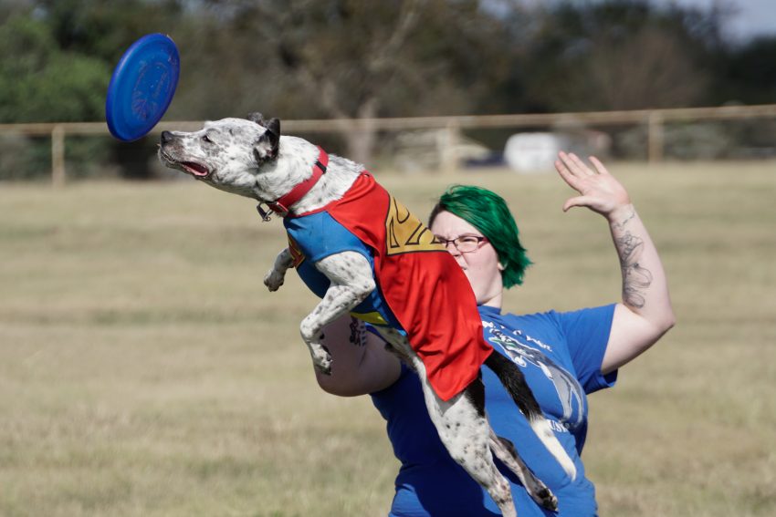 Flying Disc Dogs at Windsong Farm Texas with the Sony Alpha 6500